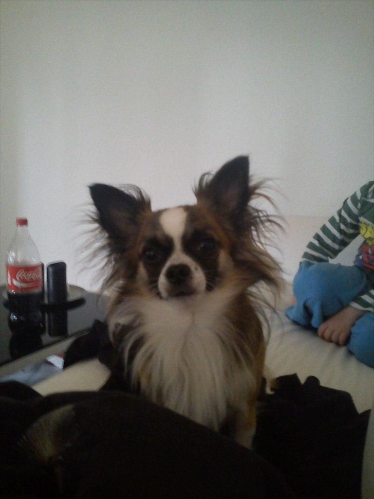 Chihuahua Armarni billede 1