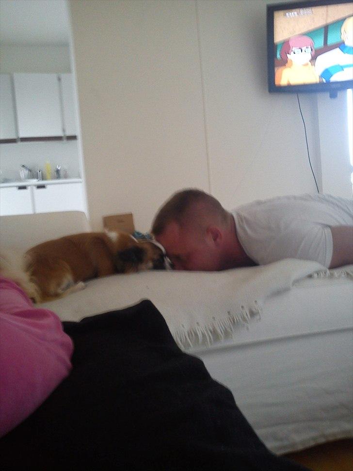 Chihuahua Armarni - De er ved at blive gode venner det har også taget sin tid :) billede 2