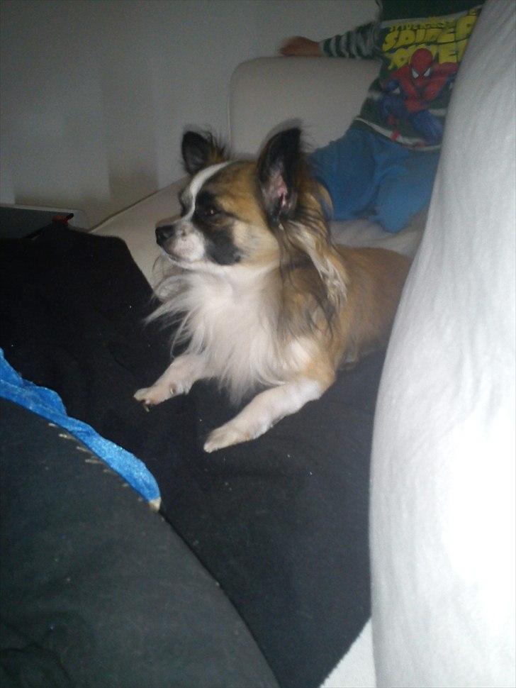 Chihuahua Armarni billede 3