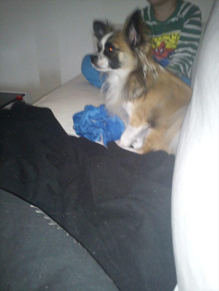 Chihuahua Armarni billede 4