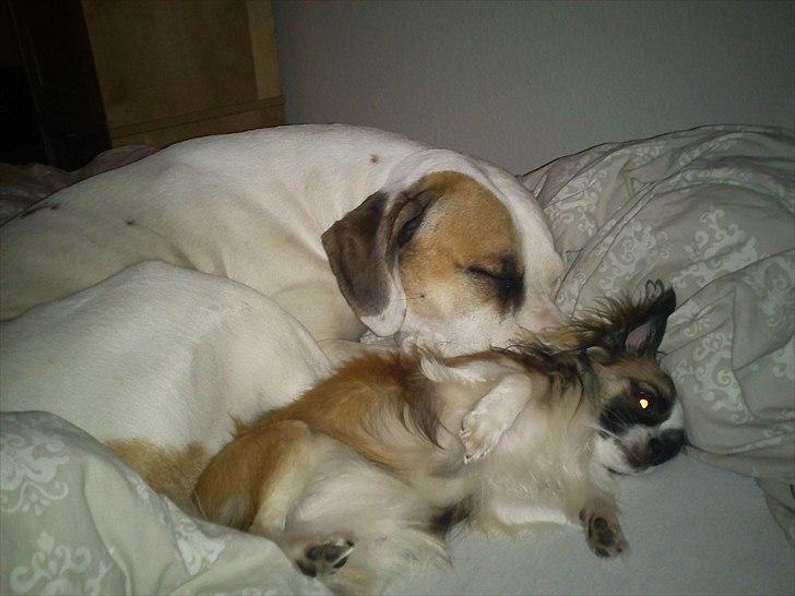 Chihuahua Armarni - ja lille Armarni er ikke bange af sig  billede 5