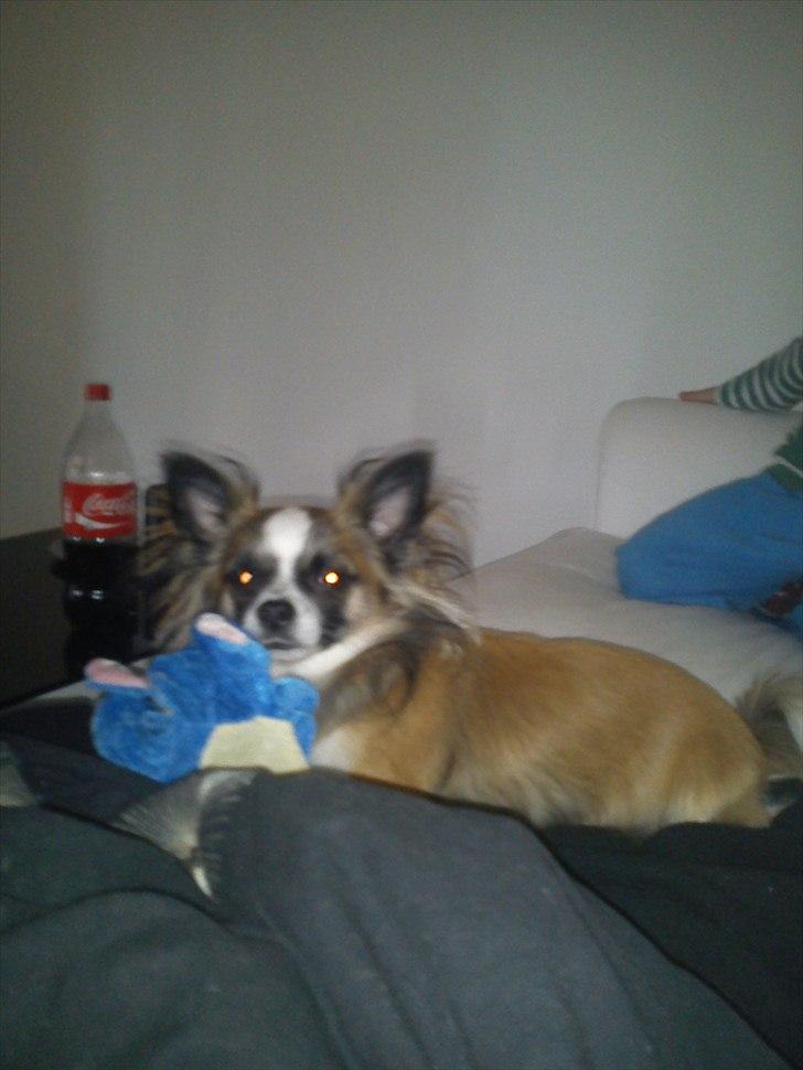 Chihuahua Armarni billede 6