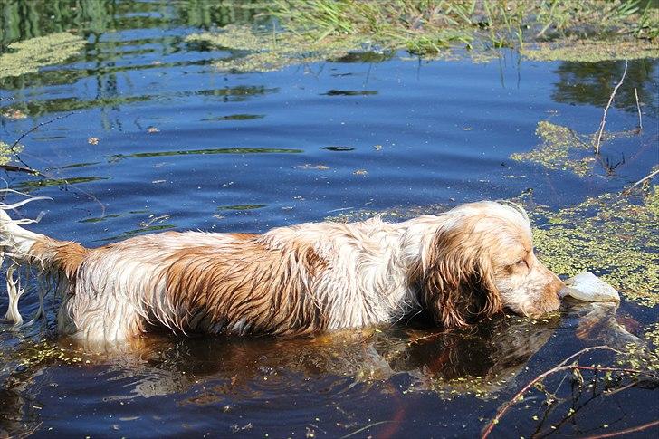 Cocker spaniel Stuart billede 14