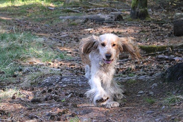 Cocker spaniel Stuart billede 15