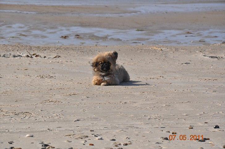 Pekingeser Manse billede 6