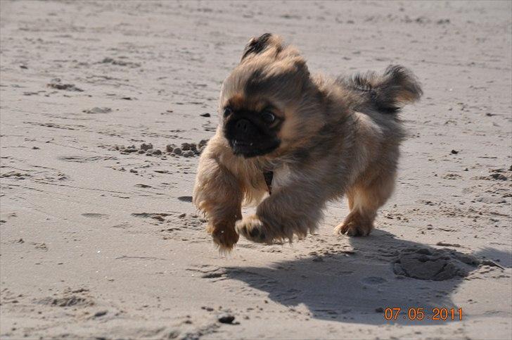 Pekingeser Manse billede 7