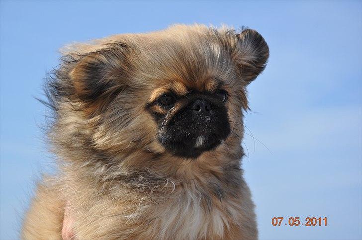 Pekingeser Manse billede 8