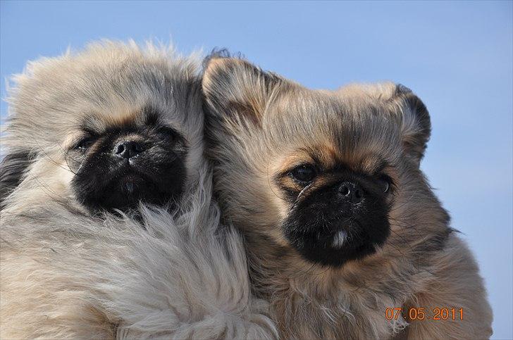Pekingeser Manse billede 9