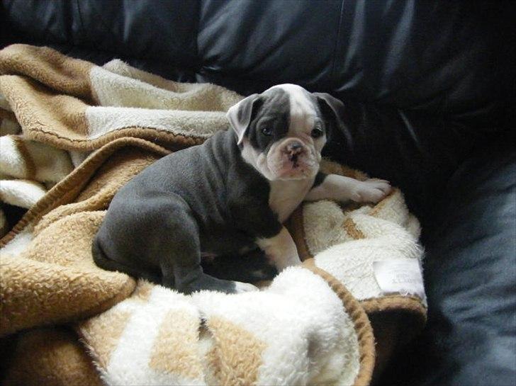Olde english bulldogge Magnum von Frankenstein billede 11