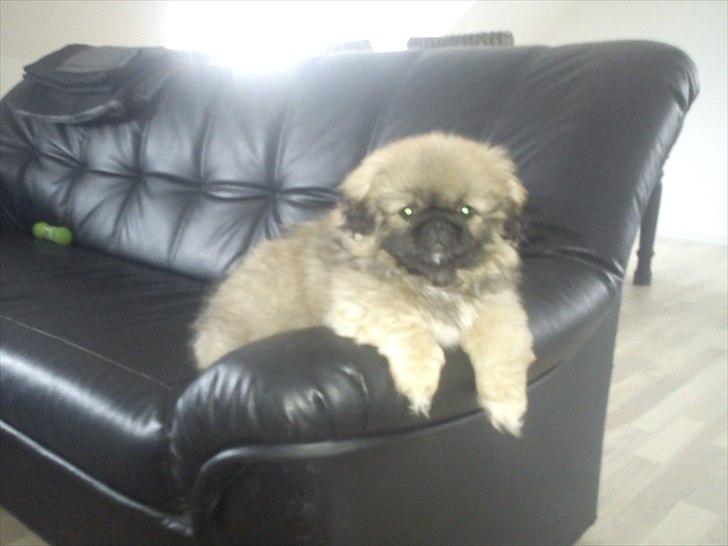 Pekingeser Manse billede 10