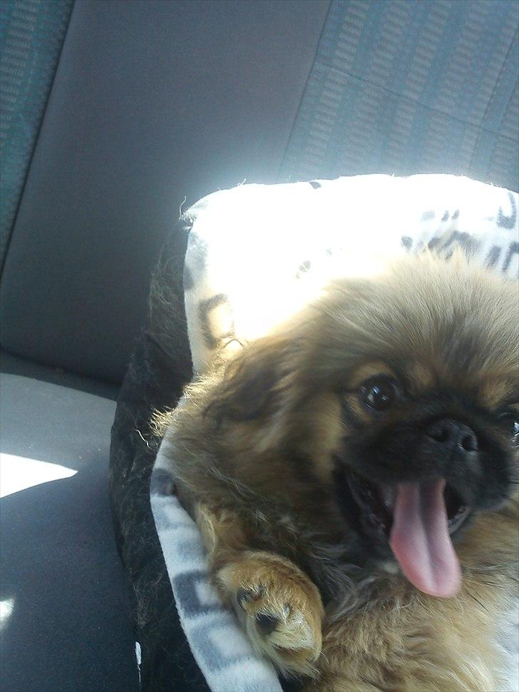 Pekingeser Manse billede 11