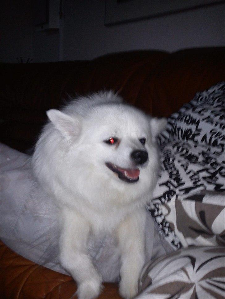 Volpino italiano Chulo - Det er altså ikke altid Chulo ser lige klog ud. :b Billede: Mig. billede 18