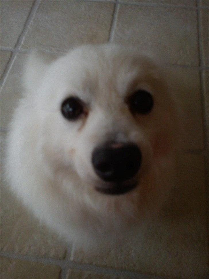 Volpino italiano Hedehuset's Primitivo (Ludvig) - LIdt for tæt på kameraet. :b Billede: MIg billede 6