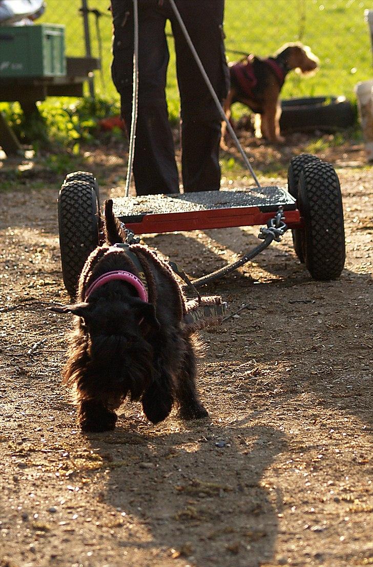 Dvaergschnauzer Sváva's Ayla - Thea billede 2