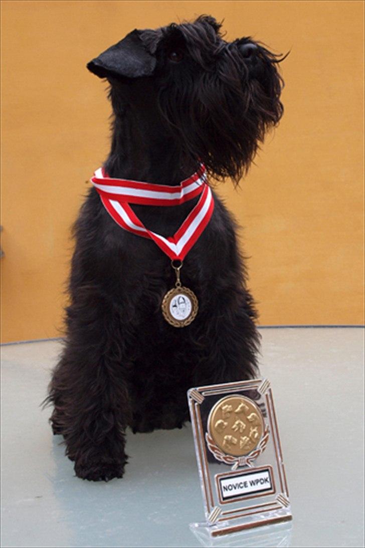 Dvaergschnauzer Sváva's Ayla - Thea - Miss Thea med hendes Præmieringer fra hendes første 2 wp shows. forår 2011 billede 3