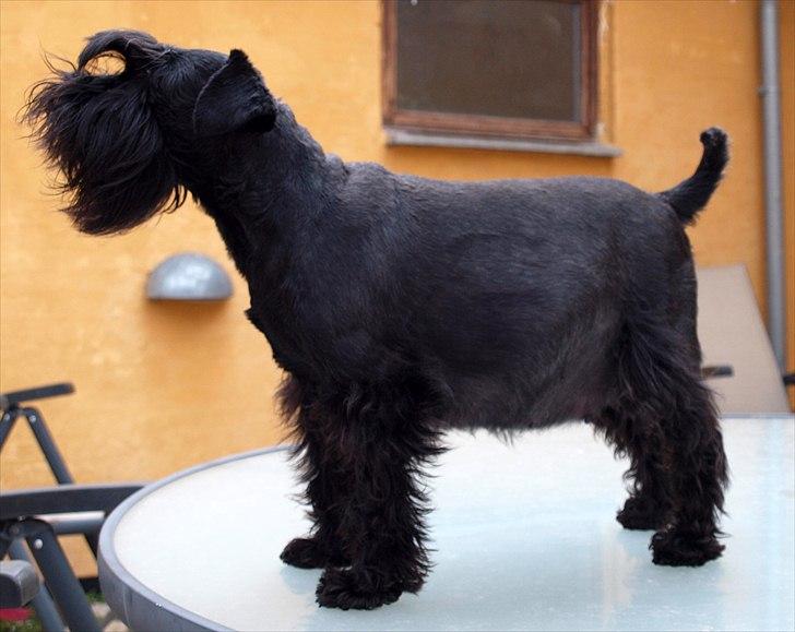 Dvaergschnauzer Sváva's Elenna - Tazhia - Tazhia 8 uger henne med hendes første kuld. forår 2011 (3 år gammel) billede 4