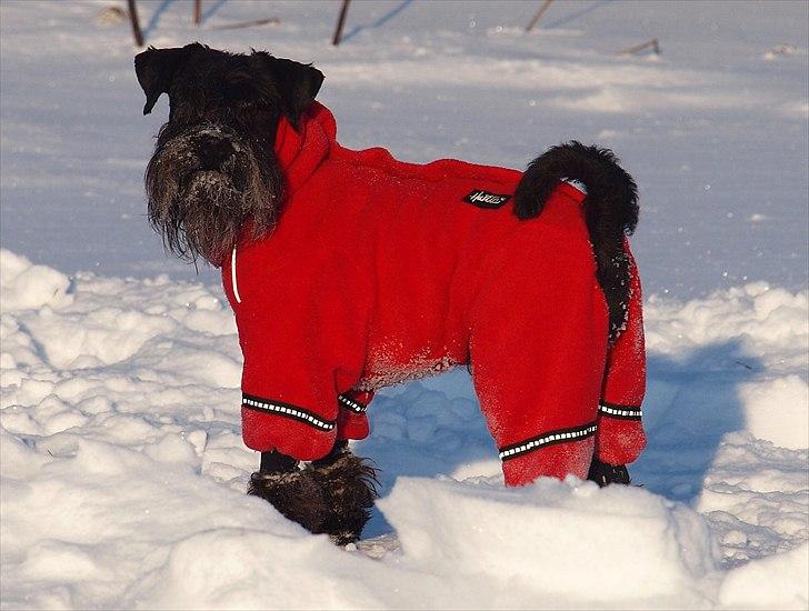 Dvaergschnauzer Sváva's Elenna - Tazhia - tazhia 3 år gammel, godt beskyttet mod den slemme snevinter. billede 3