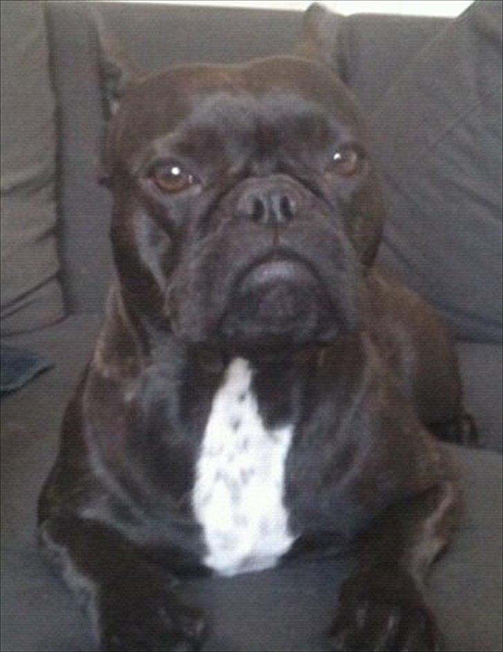 Fransk bulldog Mitzy - Mitzy der ligger og kigger på sofaen:) billede 1