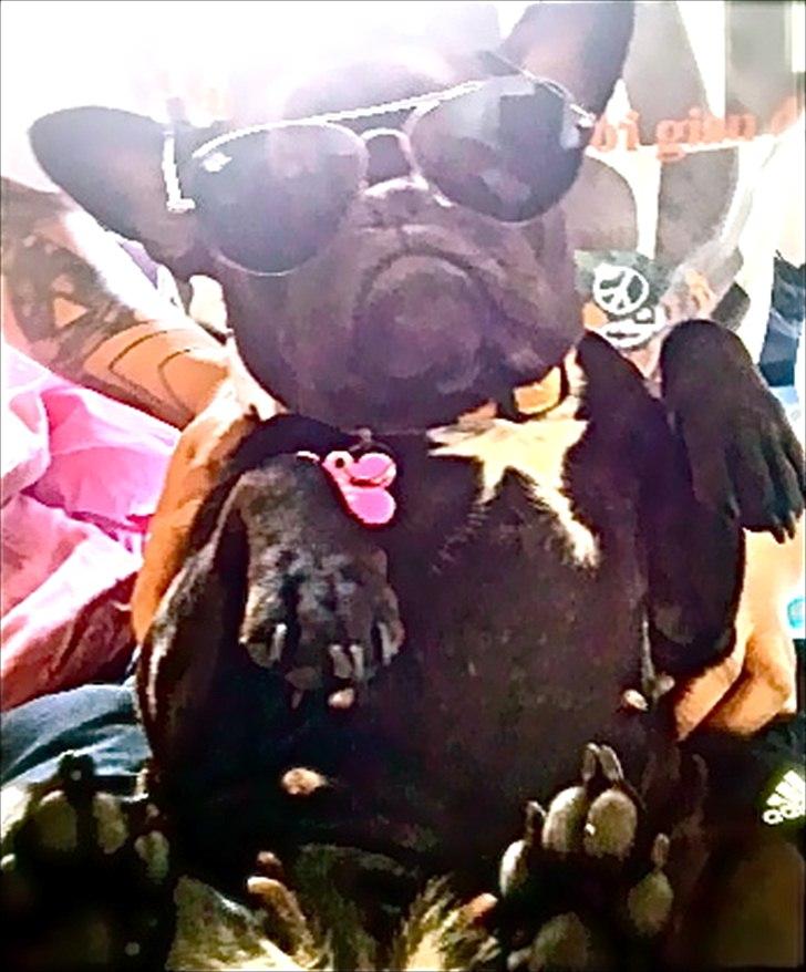 Fransk bulldog Mitzy - Mitzy Med Far´s Solbriller, Det ser dælme smart ud ;) billede 2