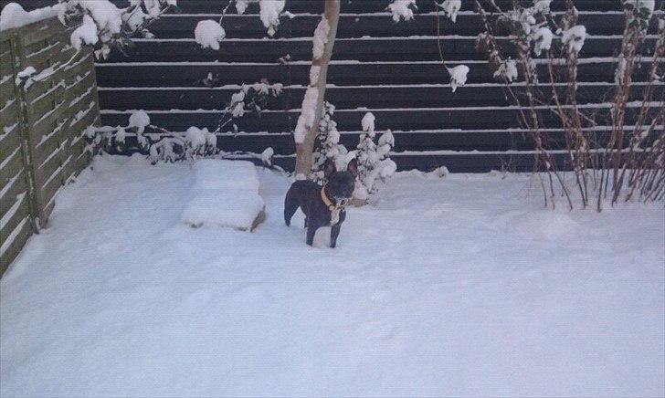 Fransk bulldog Mitzy - Ude og lege i sneen :) billede 3