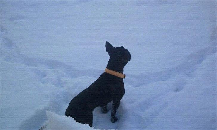 Fransk bulldog Mitzy - Ude og lege i det kolde Sne:) billede 4