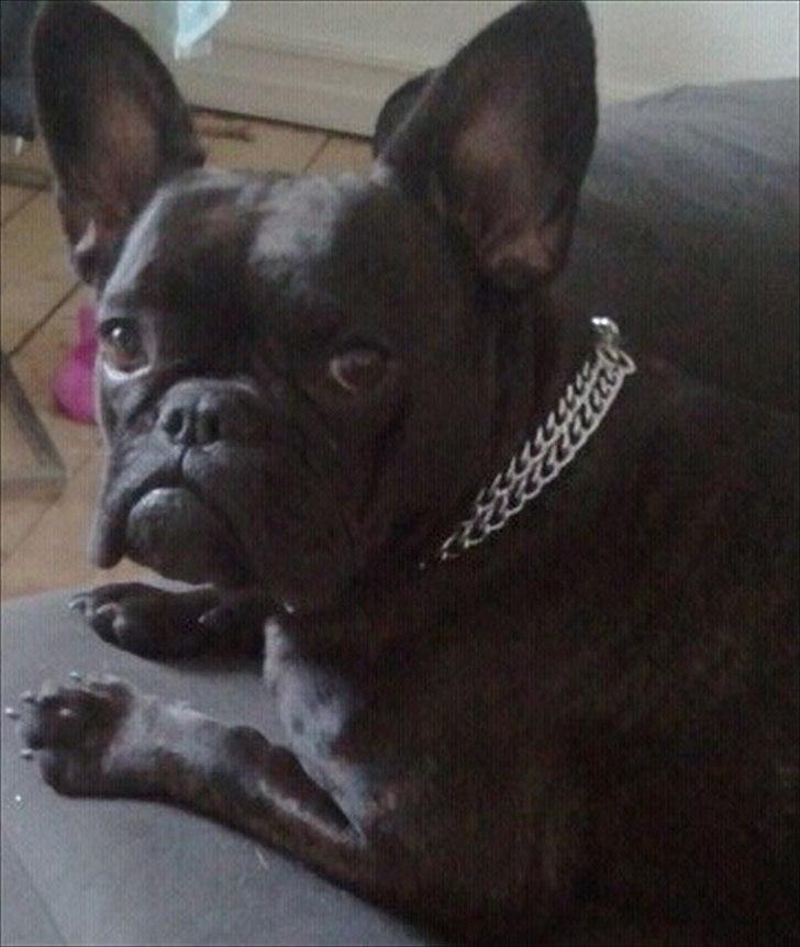 Fransk bulldog Mitzy - Mitzy der dasér på sofaen :) billede 6
