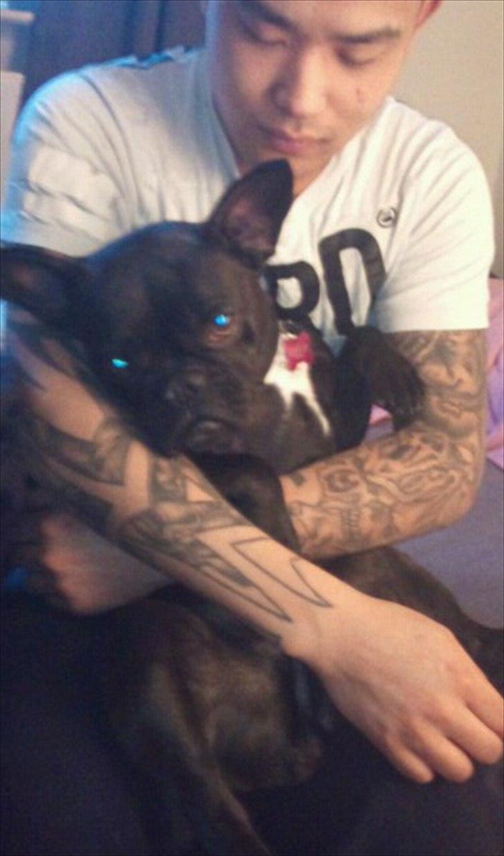 Fransk bulldog Mitzy - Mitzy og far der hygger :) billede 8