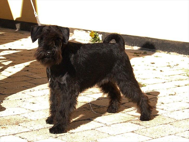 Dvaergschnauzer Sváva's Galaxy - Thriffyn billede 1