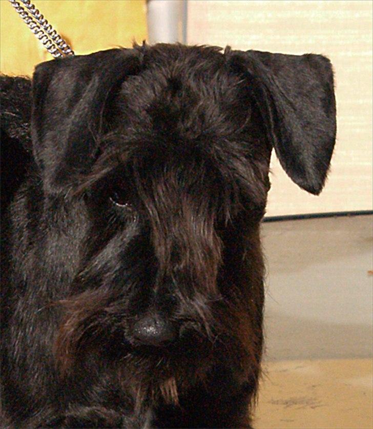 Dvaergschnauzer Sváva's Galaxy - Thriffyn billede 2