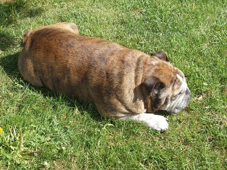 Engelsk bulldog Outskirts Diesel billede 11