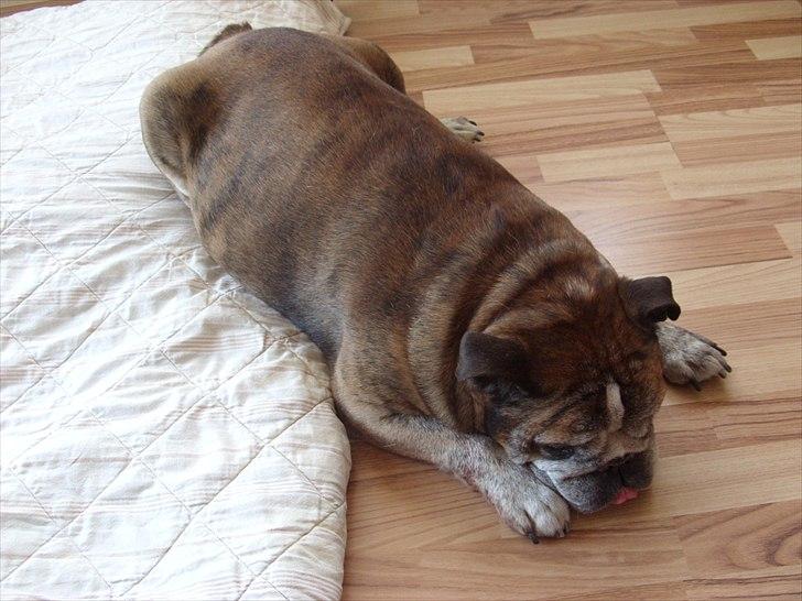 Engelsk bulldog Outskirts Diesel billede 12