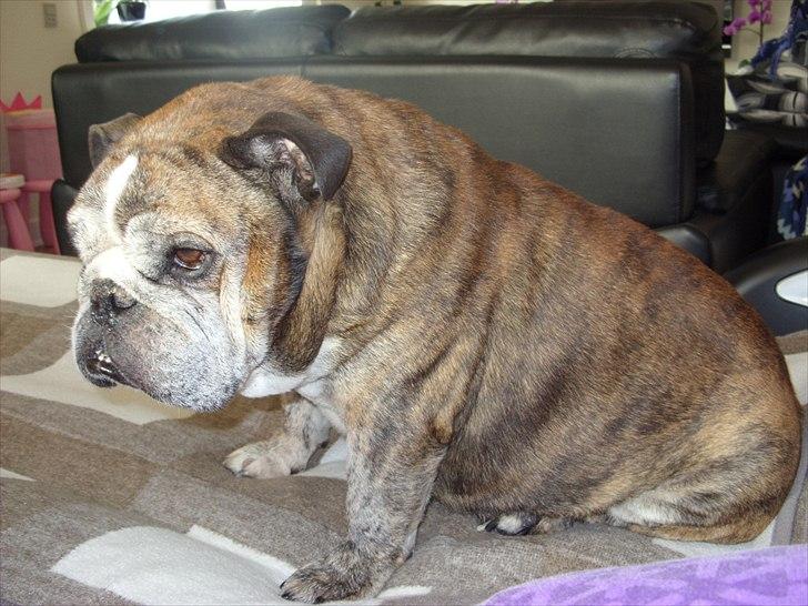 Engelsk bulldog Outskirts Diesel billede 13