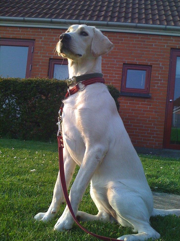 Labrador retriever emma billede 1