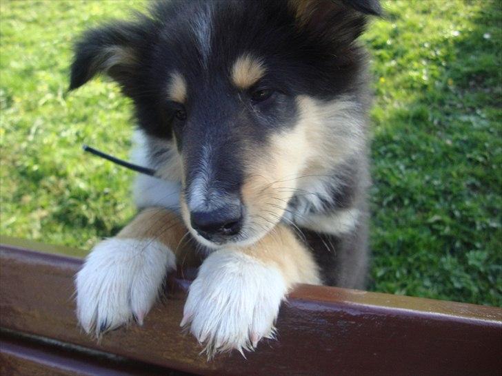 Collie langhåret Samson billede 1