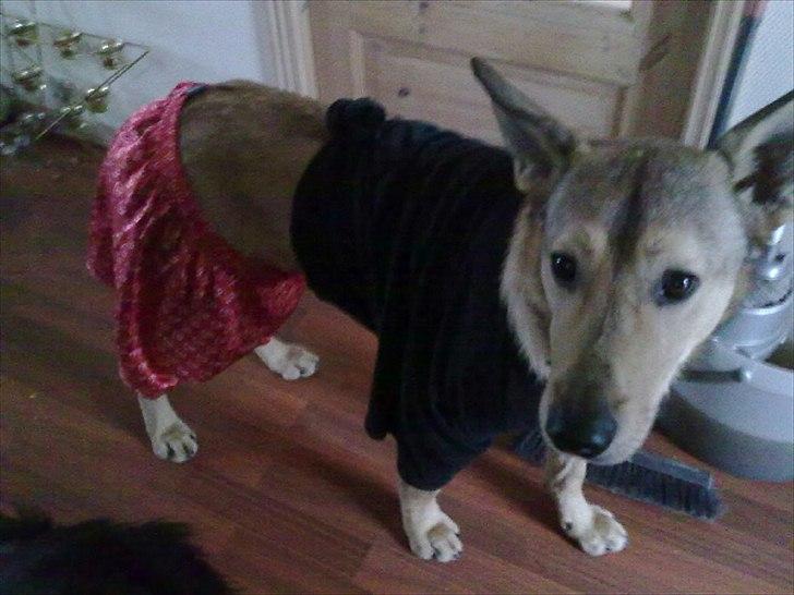 Blanding af racer Bobby. Schæfer, golden retiver og labrador   - Ihhhh, så fin jeg er billede 2