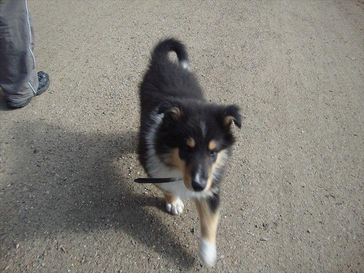 Collie langhåret Samson billede 2