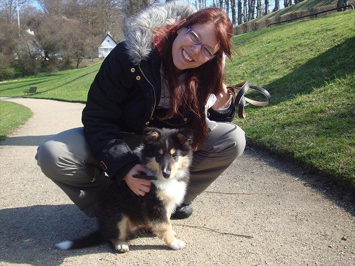 Collie langhåret Samson billede 3