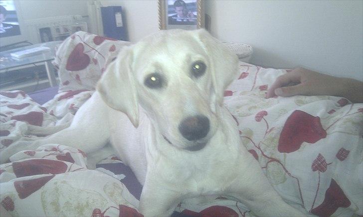 Labrador retriever emma billede 2