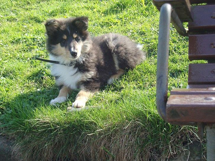 Collie langhåret Samson billede 4