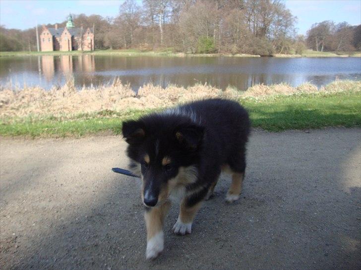 Collie langhåret Samson billede 5