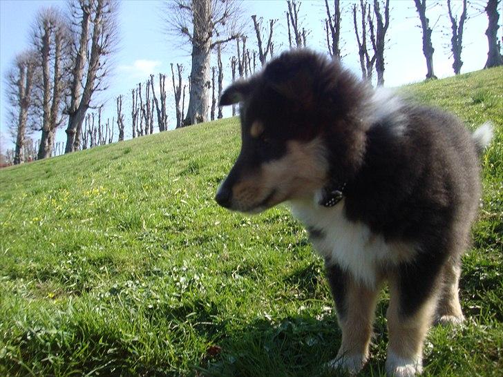 Collie langhåret Samson billede 6