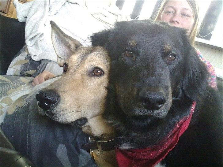 Blanding af racer Bobby. Schæfer, golden retiver og labrador   - Kuk kuk billede 1