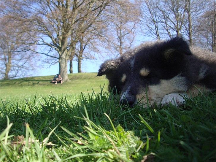 Collie langhåret Samson billede 7