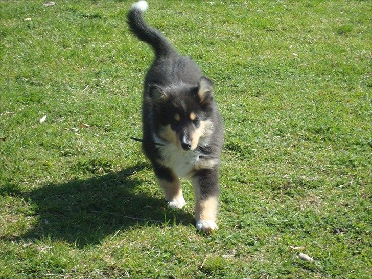 Collie langhåret Samson billede 8