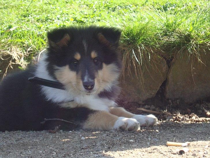 Collie langhåret Samson billede 9