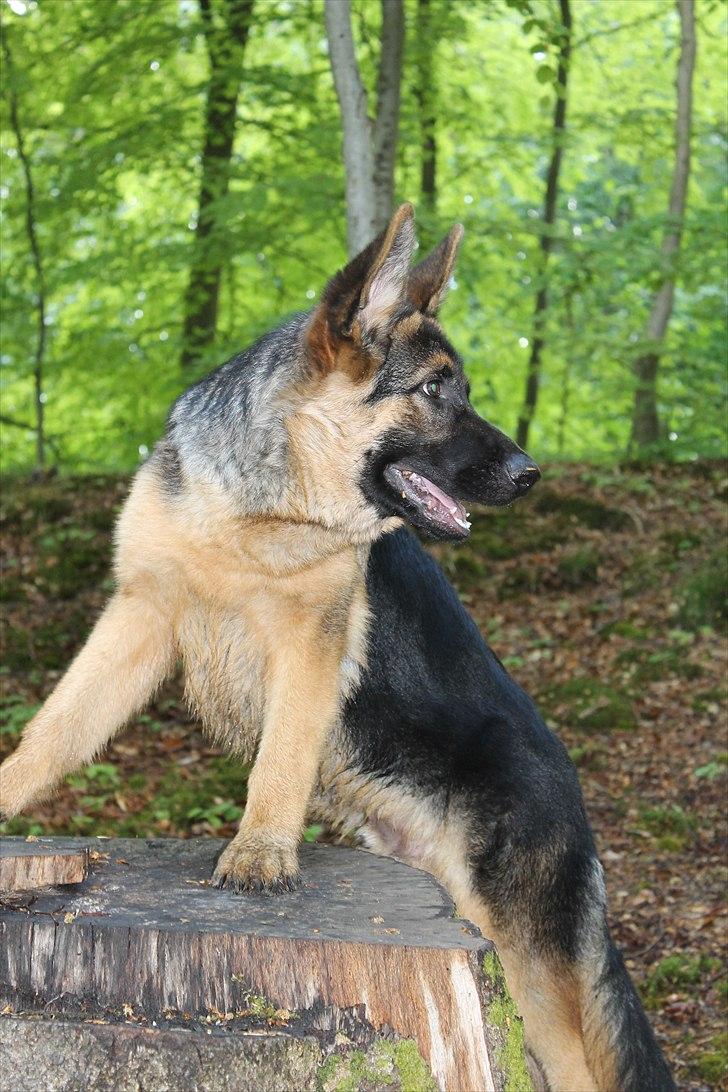 Schæferhund Team marlboros Lewis/Cody billede 16