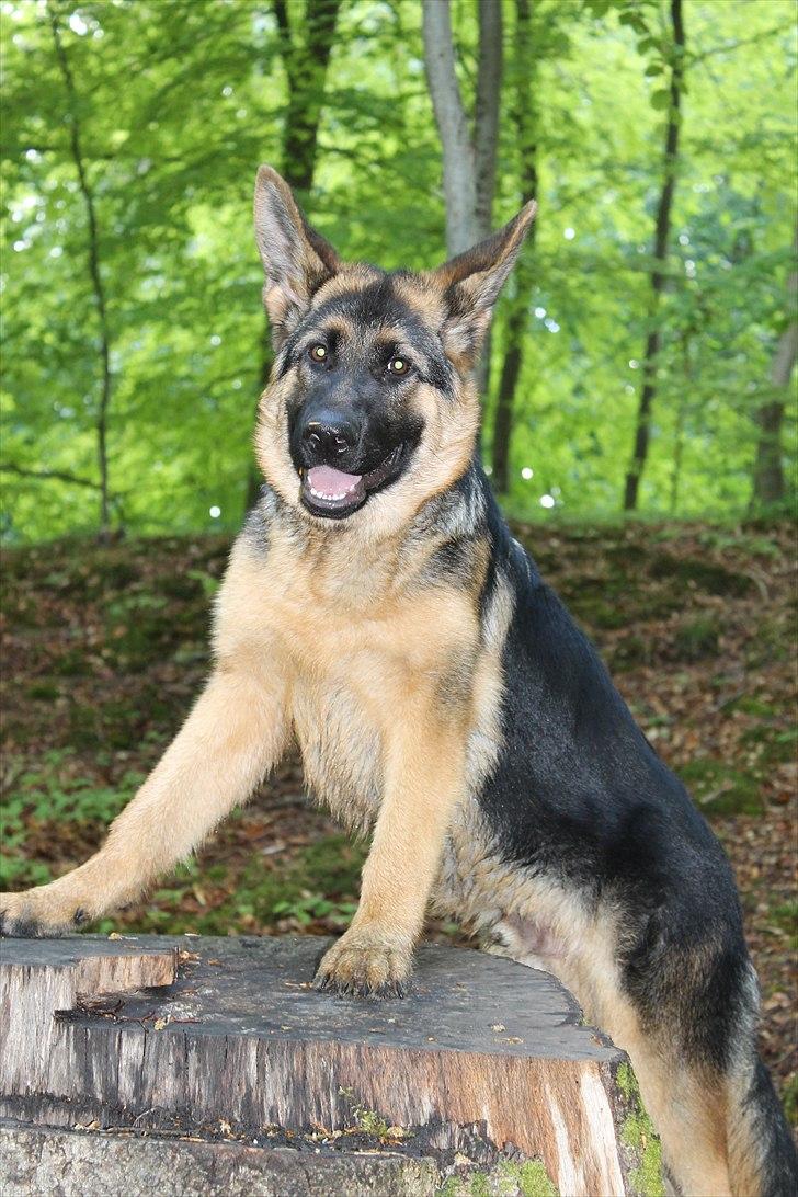 Schæferhund Team marlboros Lewis/Cody billede 17