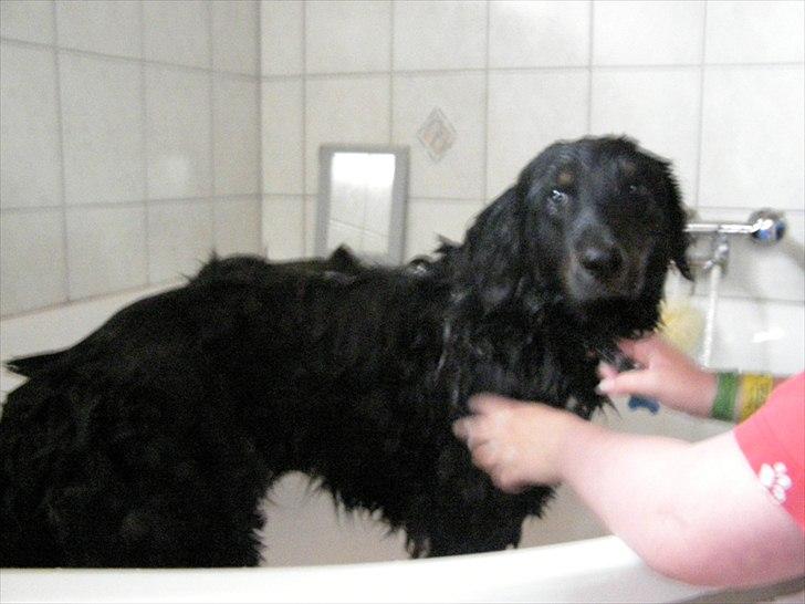 Blanding af racer Balder. Schæfer, newfoundlænder og mange flere  - Elsker vand billede 3