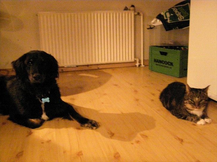 Blanding af racer Balder. Schæfer, newfoundlænder og mange flere  - Mig og missen billede 4