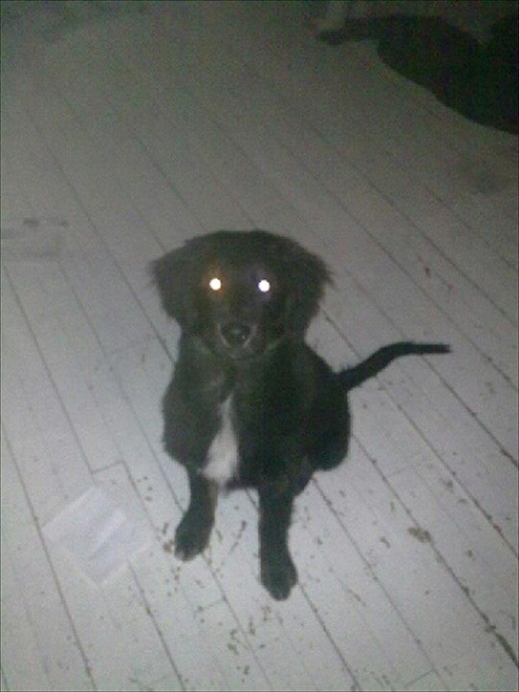 Blanding af racer Balder. Schæfer, newfoundlænder og mange flere  - nuuurrrhhhh så bette jeg har været billede 1